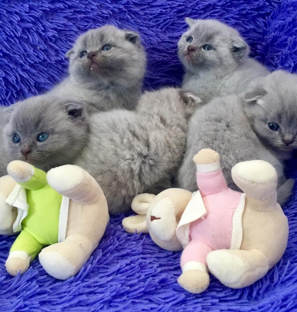 Тайская вислоухая кошка