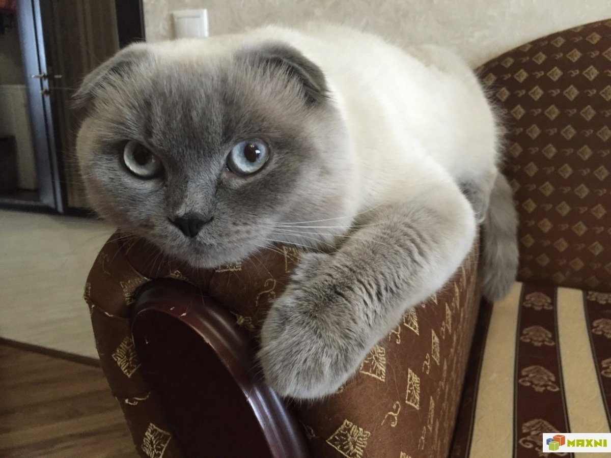 Скоттиш фолд Блю.