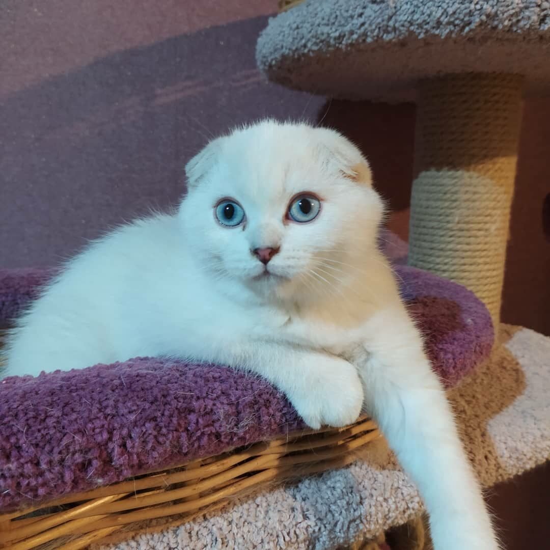 Сиамская вислоухая