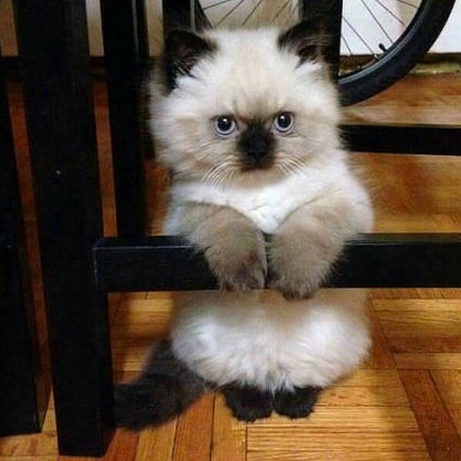 Немецкая вислоухая кошка котенок