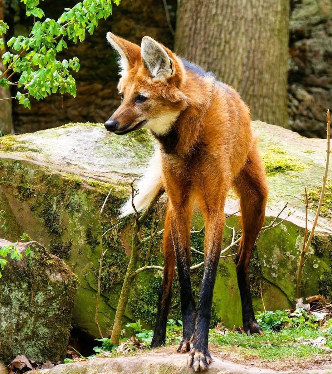 Гривистый волк