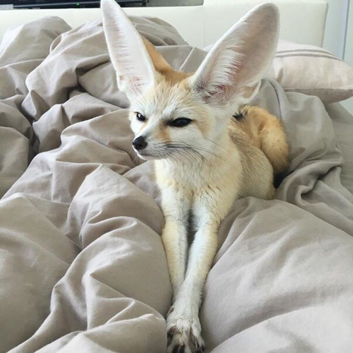 Джунипер Фокс