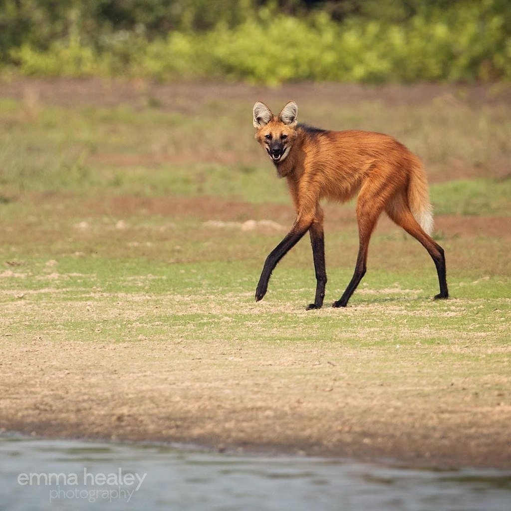 Гривистый волк Южной Америки