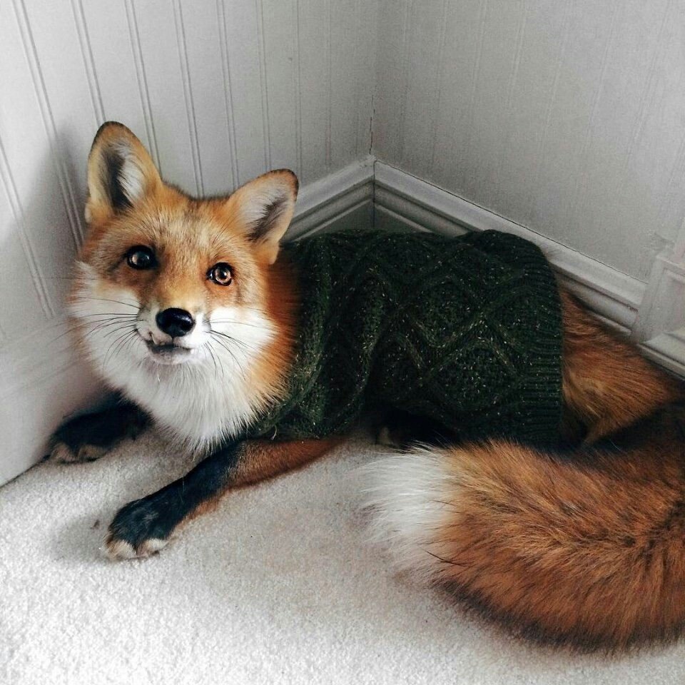 Лиса весной