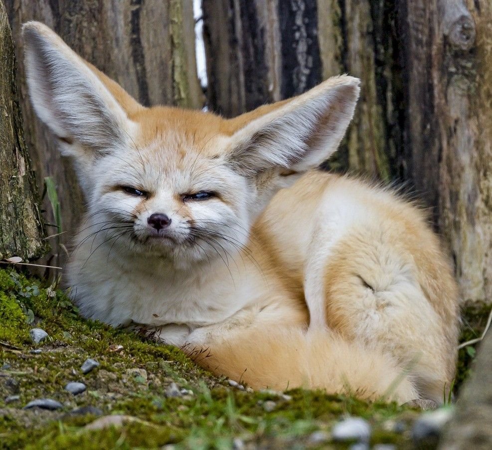 Африканская лиса фенек