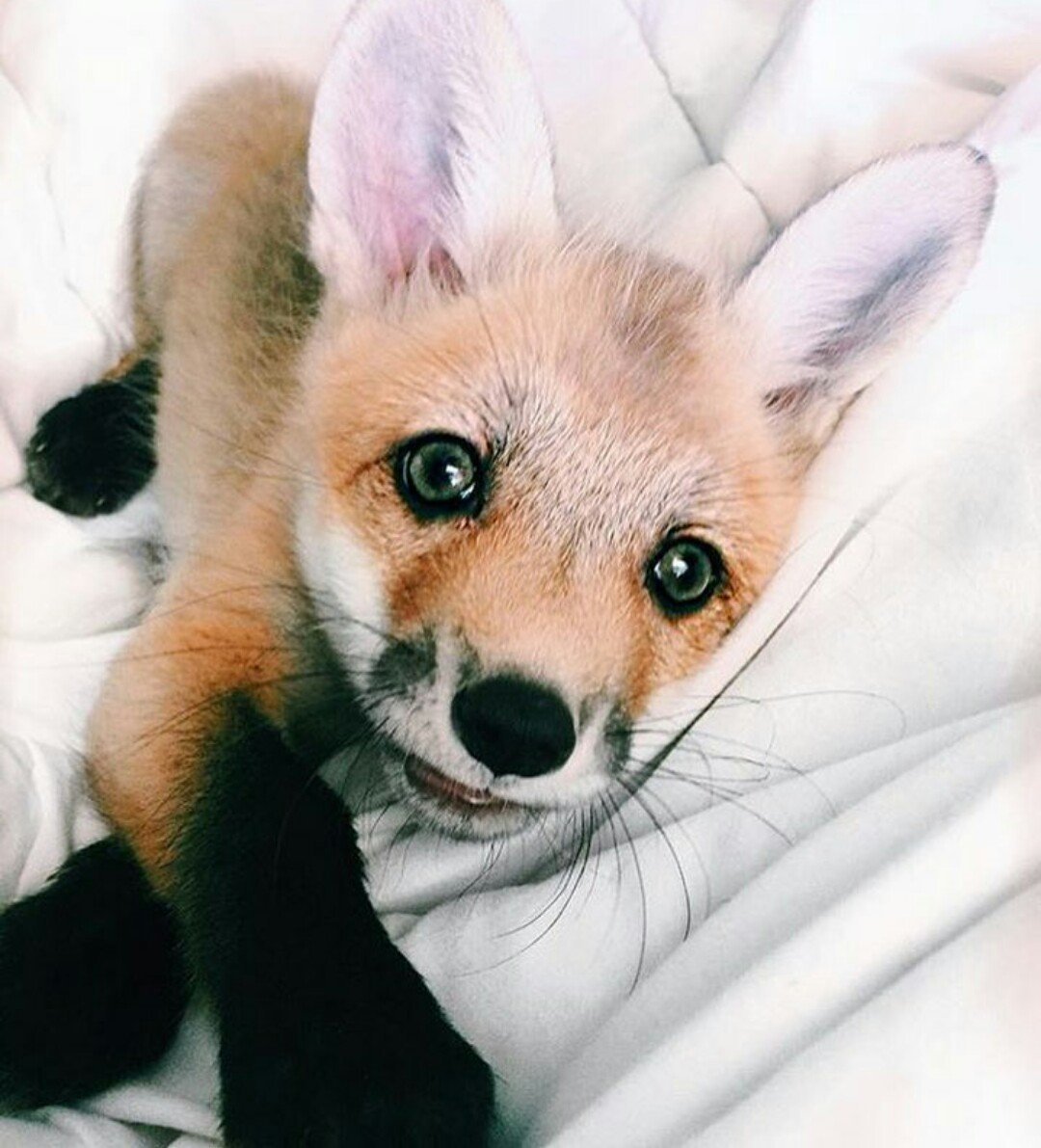 Степная лиса фенек