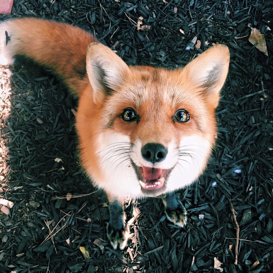 Канадская мраморная лисица