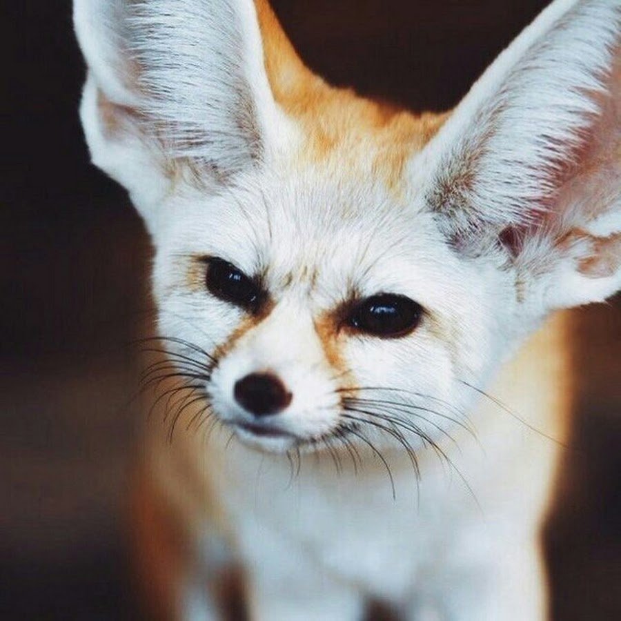 Лисички фенек