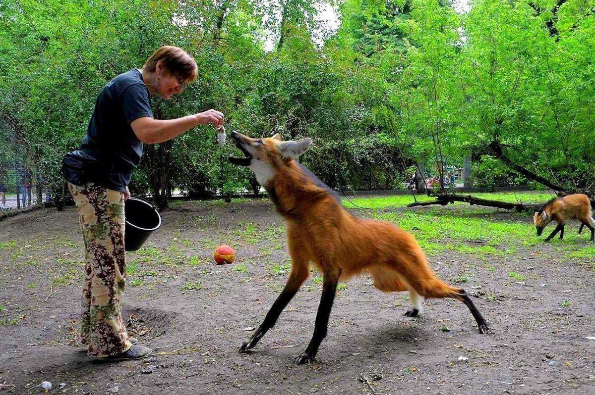 Гривистый волк