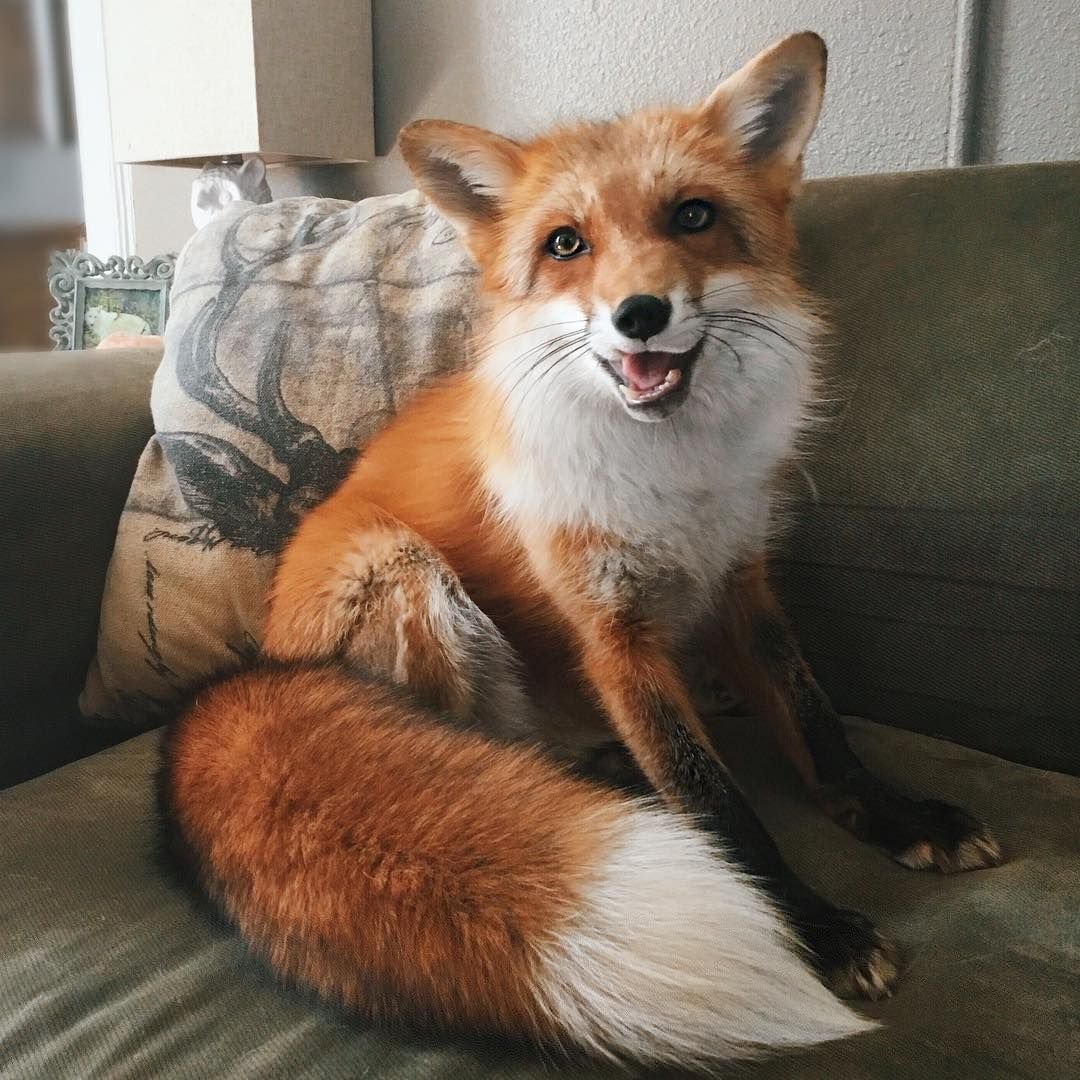 Гигантская летучая Лиси