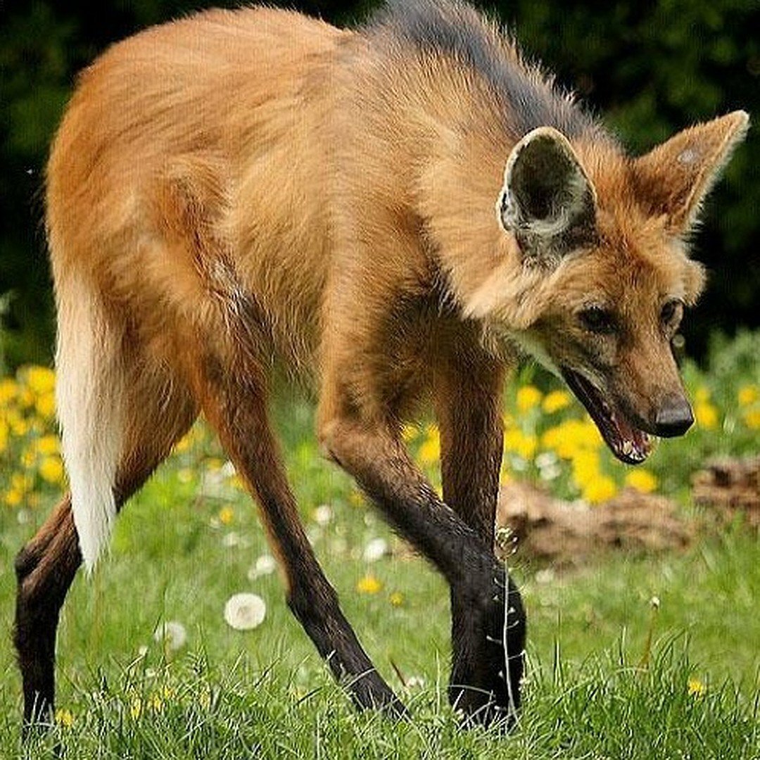 Гривистый волк