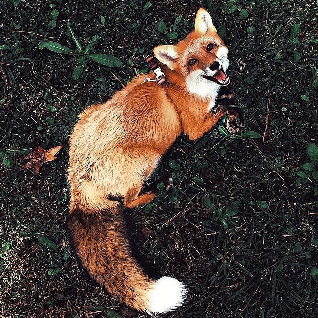 Лисичка Джунипер