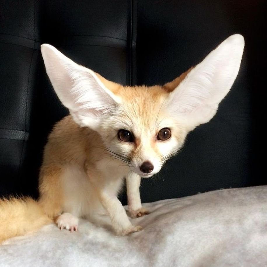 Ручная лиса