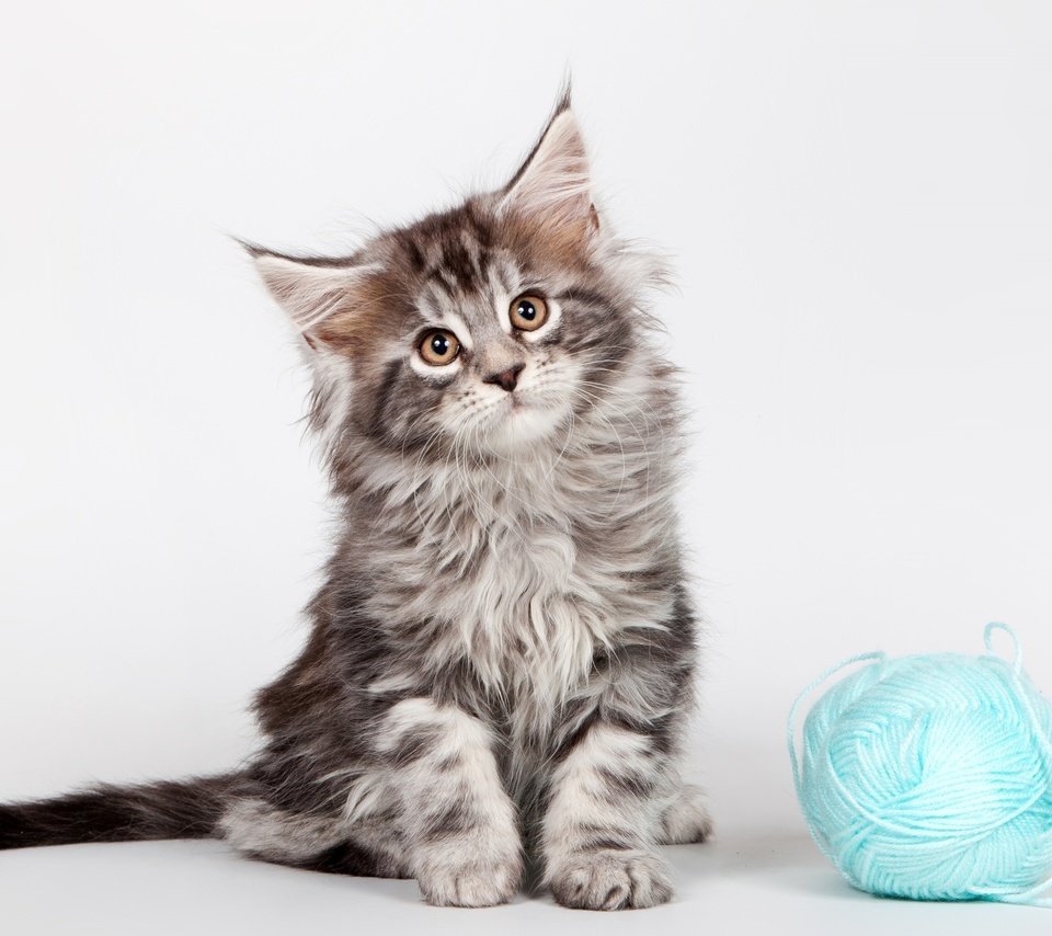 Лиловый окрас Мейн куна