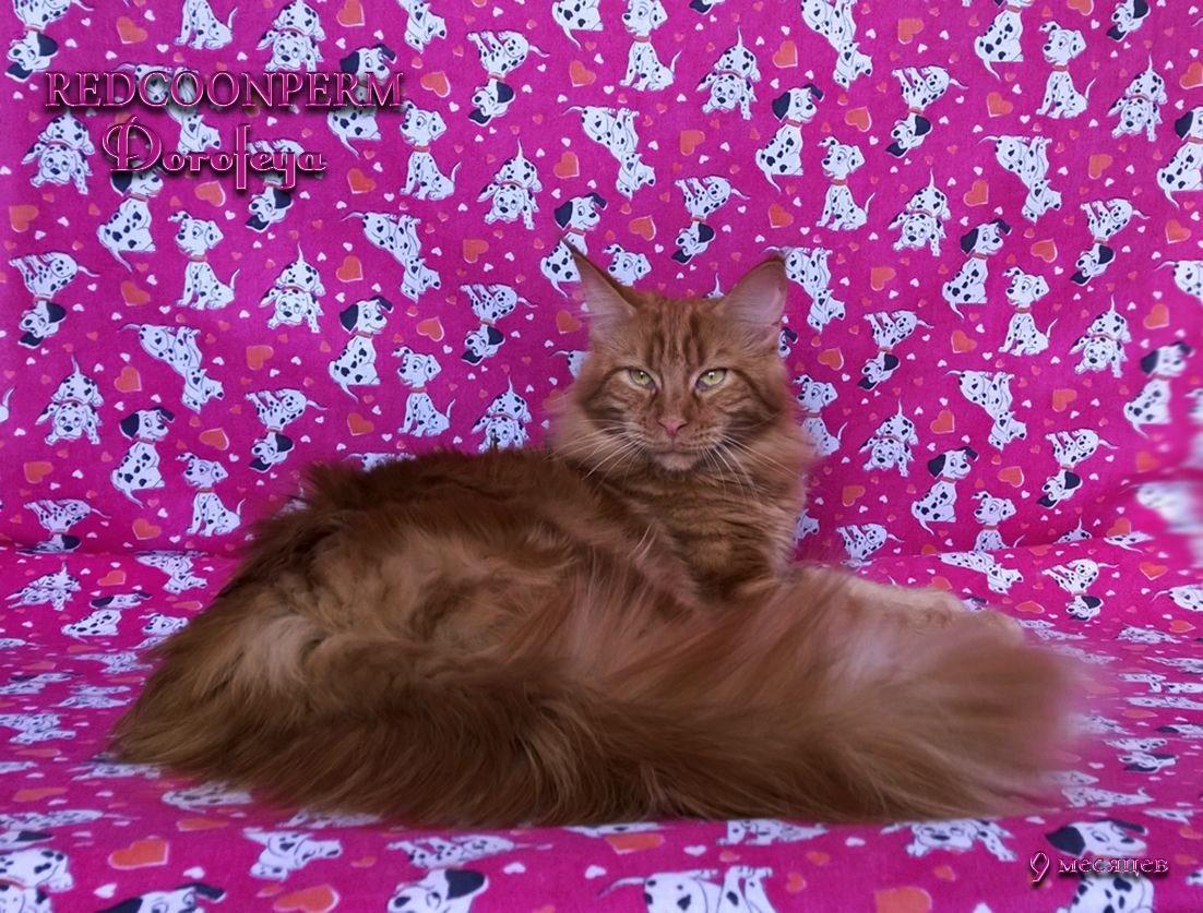 Красивые котята