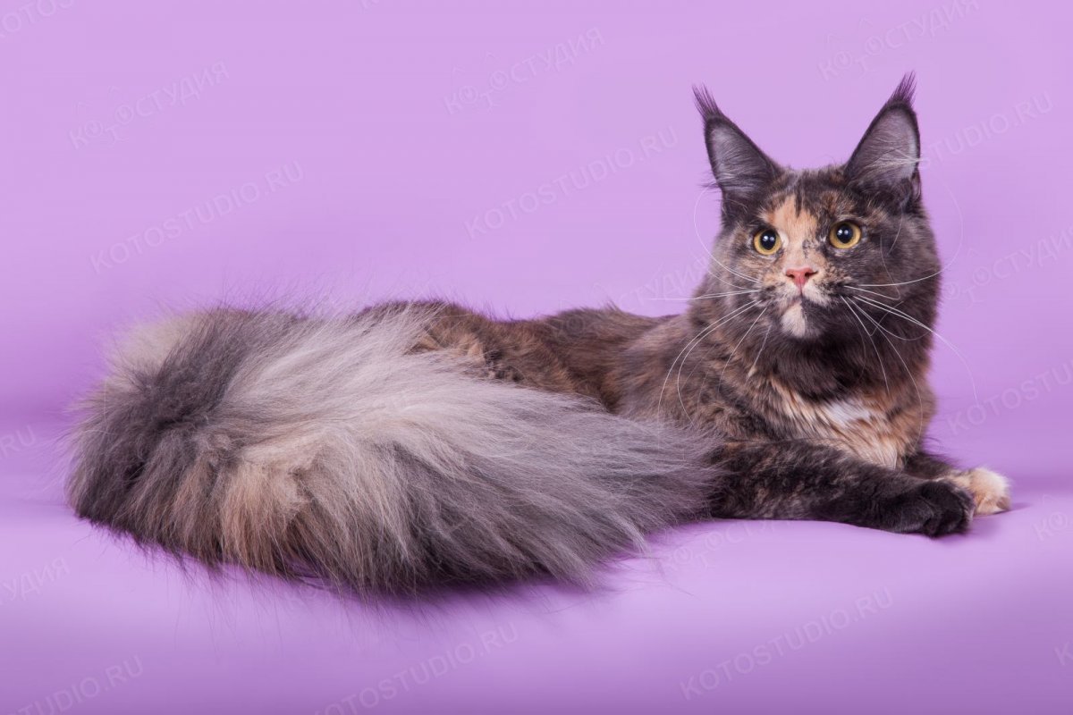 Кошка Мейн кун