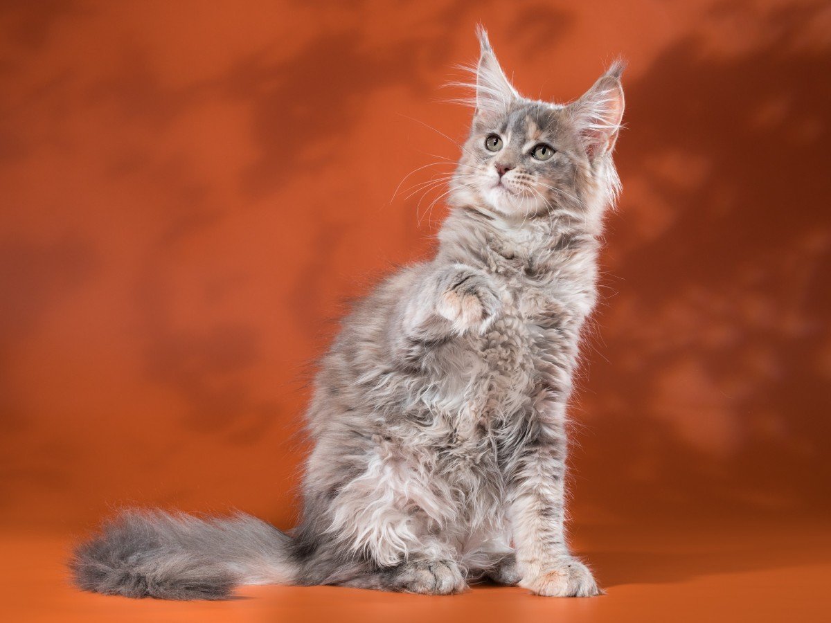 Мейн кун лиловый