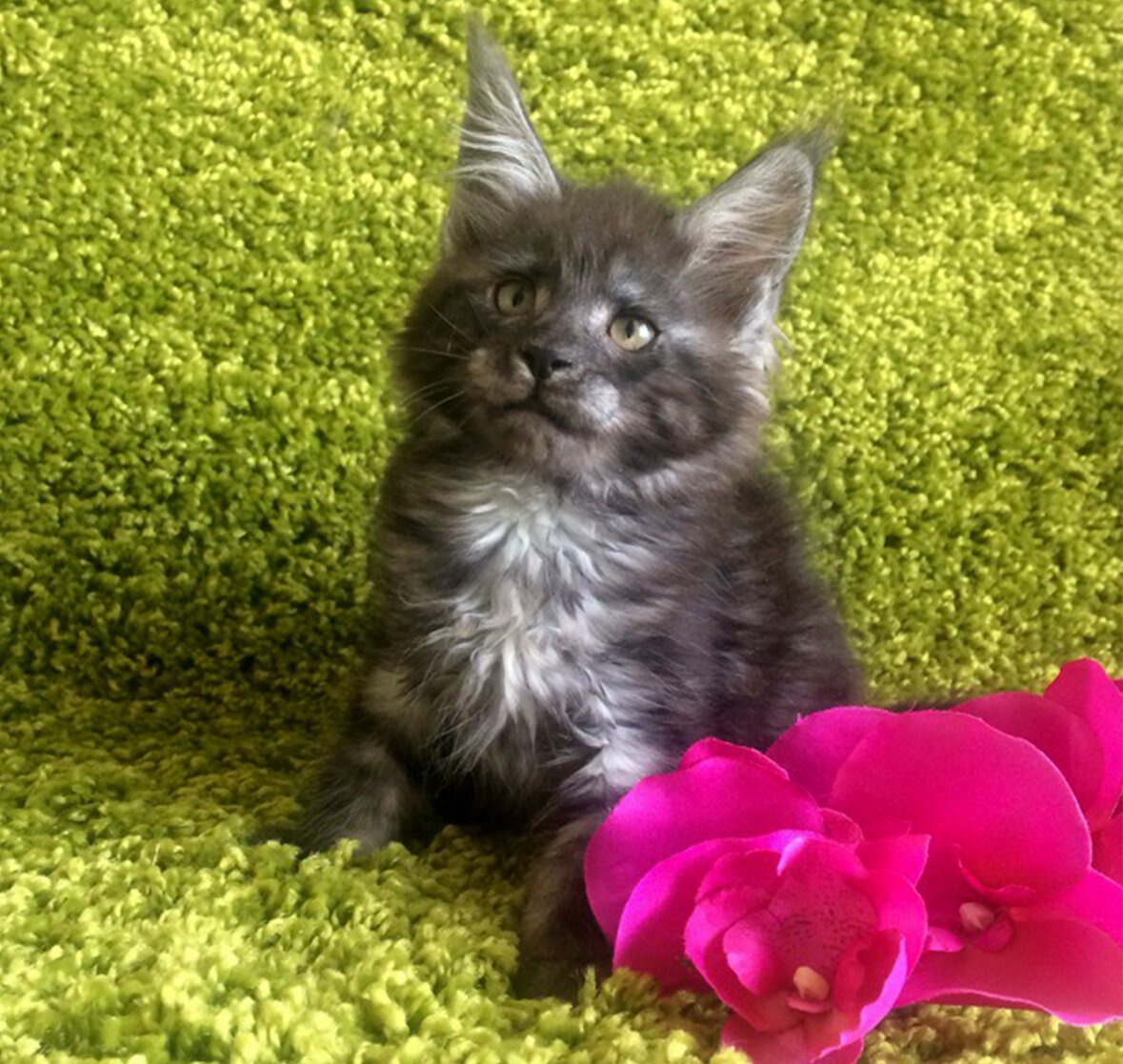 Кот Мейн кун