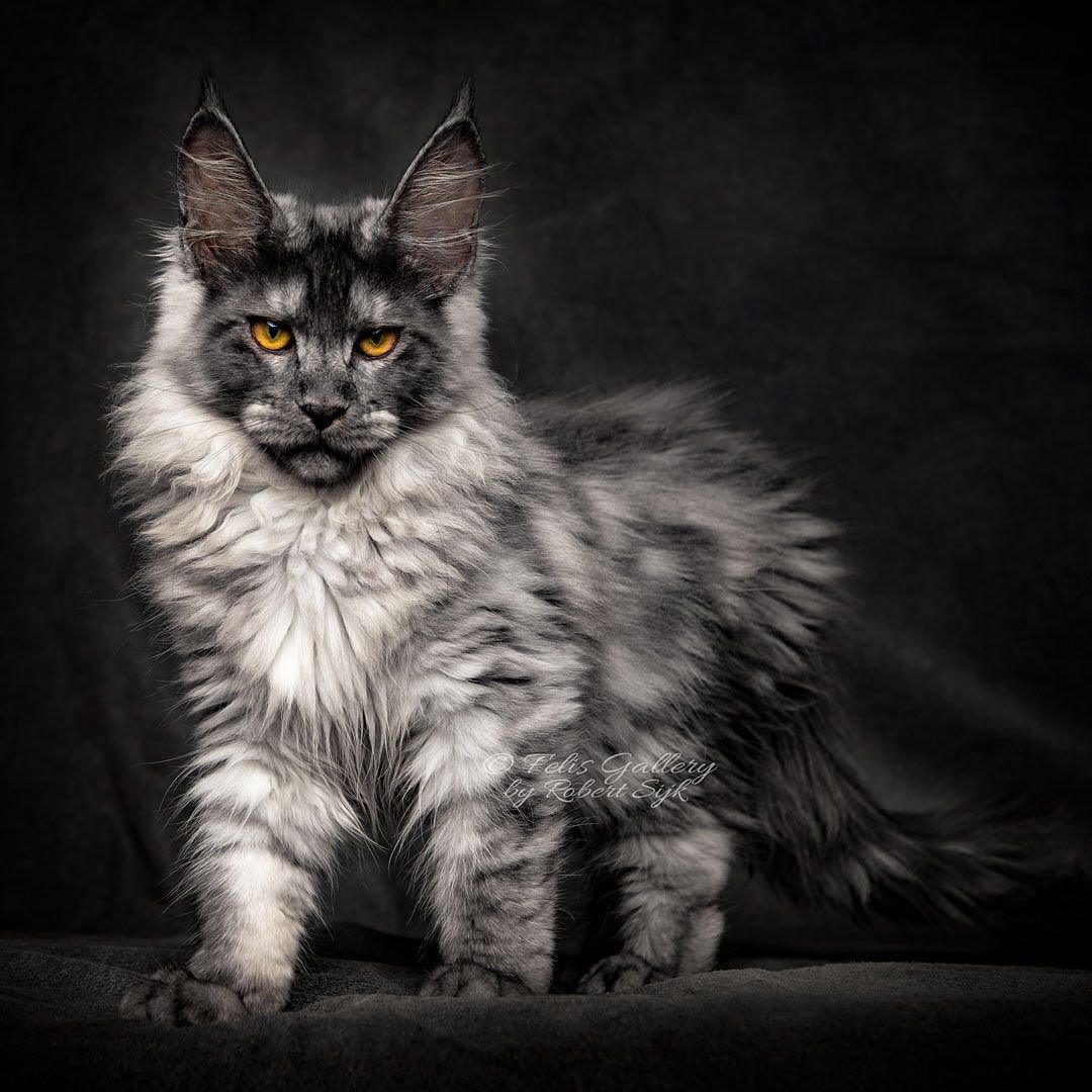 Манчкин и Мейн кун