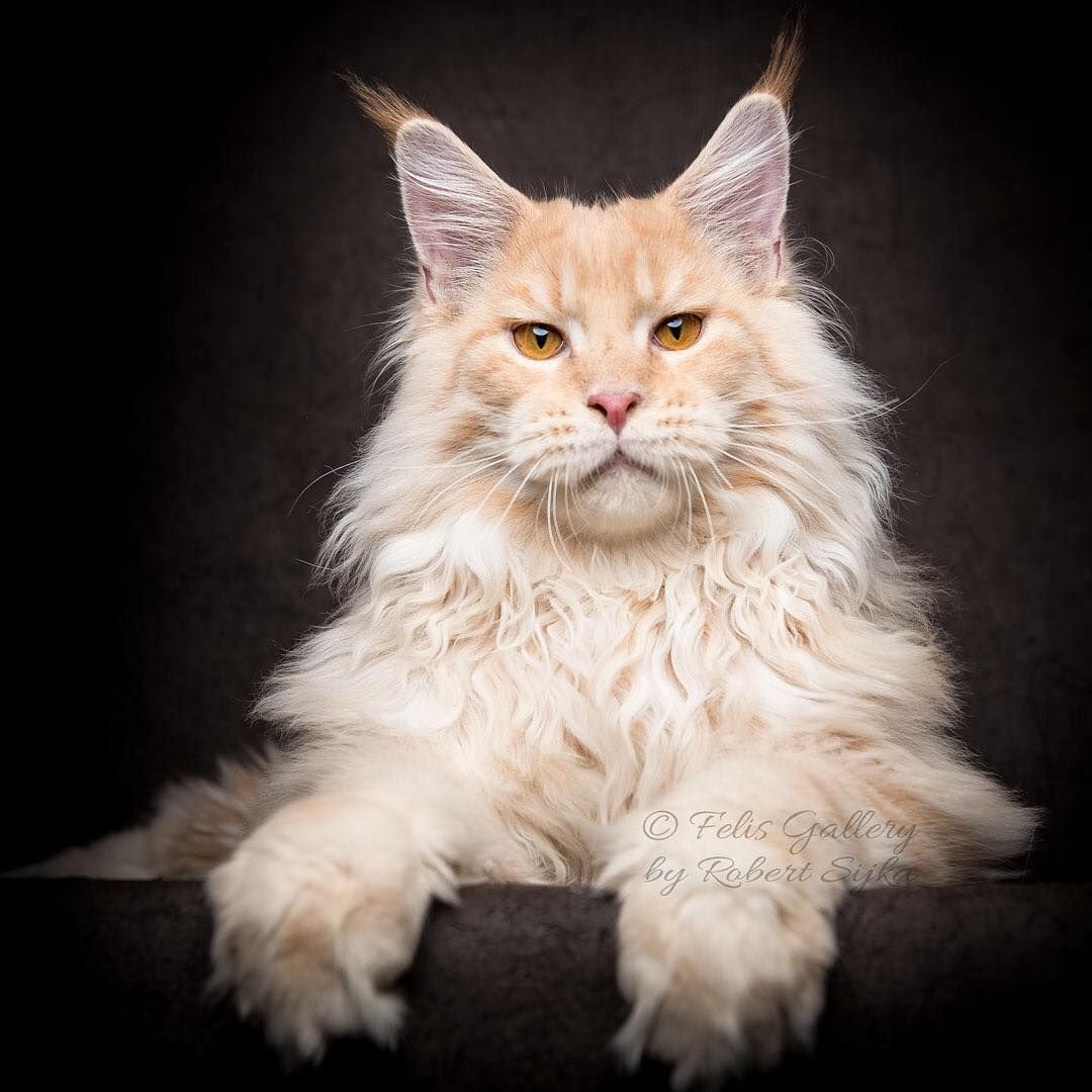 Мейн кун лиловый