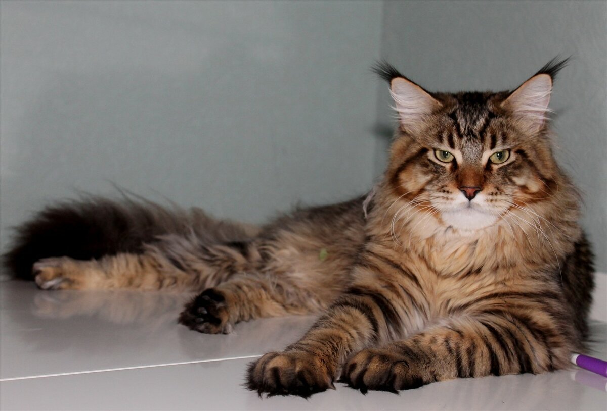 Котята Мейн кун