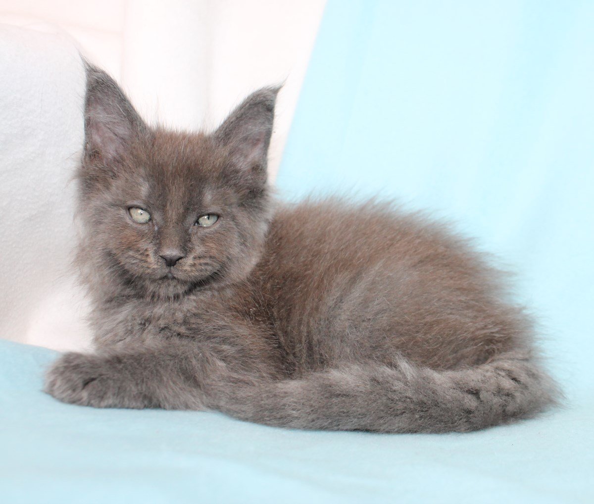 Мейн кун лиловый