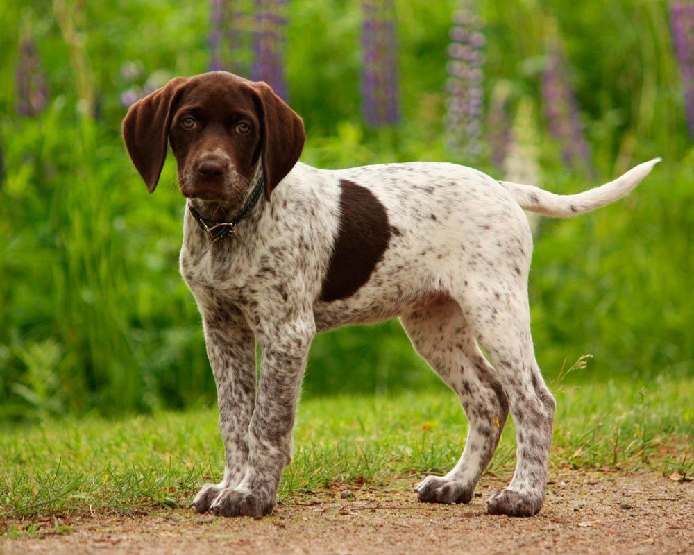 Пойнтер Курцхаар