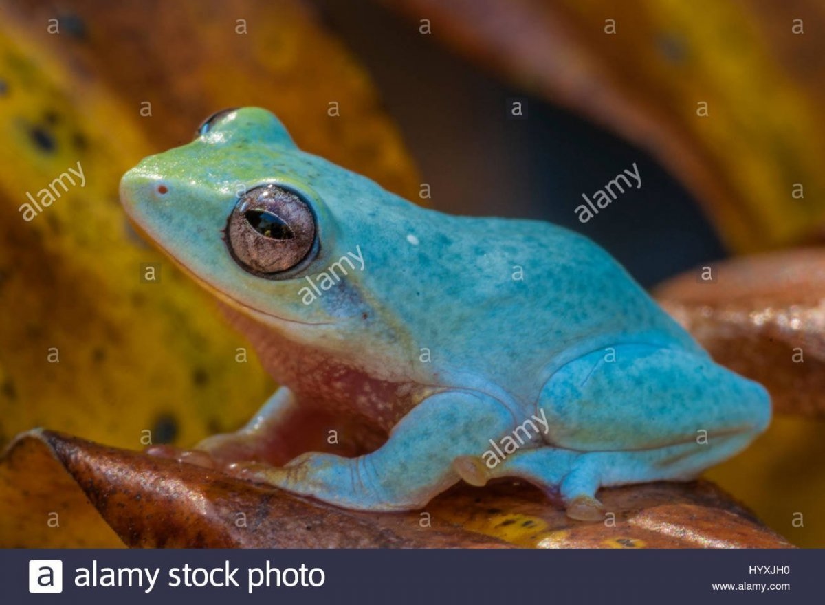 Австралийская голубая квакша