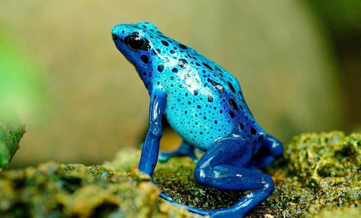 Лягушка спит