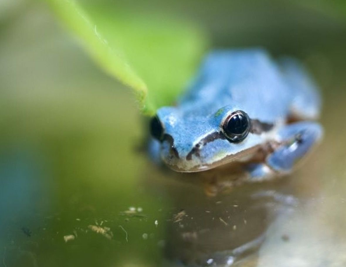 Синяя лягушка на PS