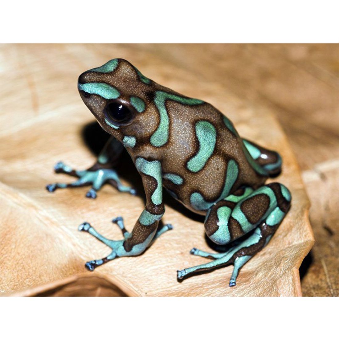 Зелёные животные в природе