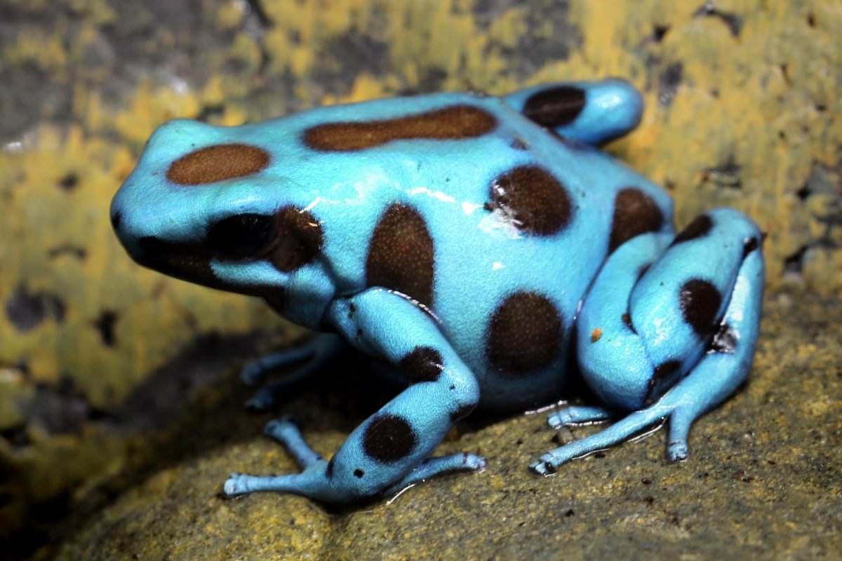 Королевская лягушка