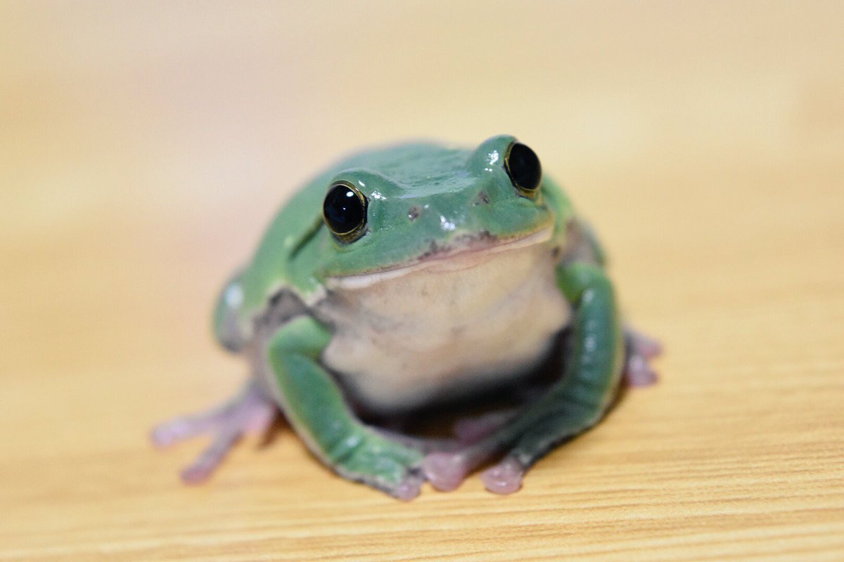 Лягушка Арлекин квакша