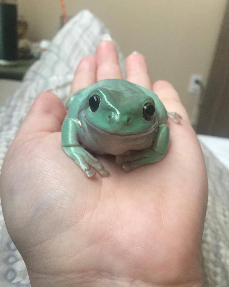 Милые лягушки