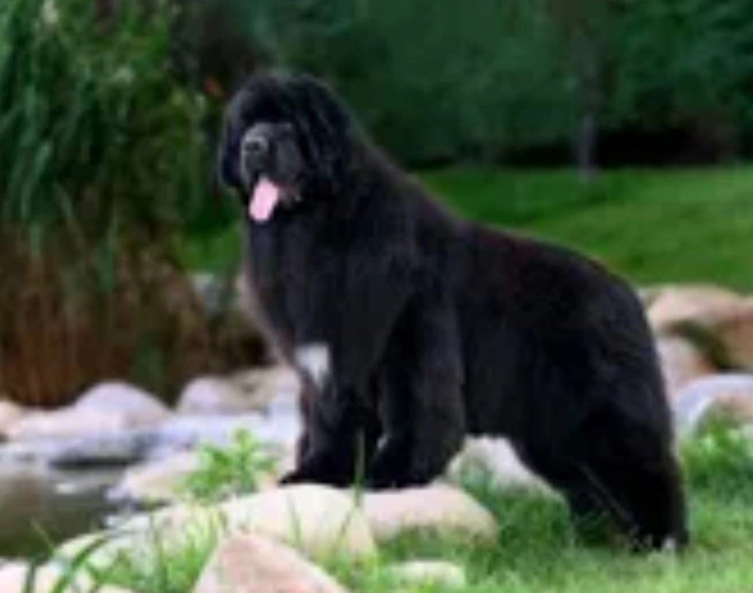 Ньюфаундленд щенки милые