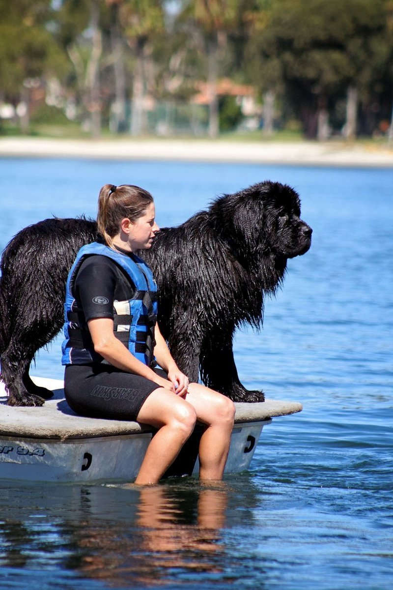 Ньюфаундленд щенок