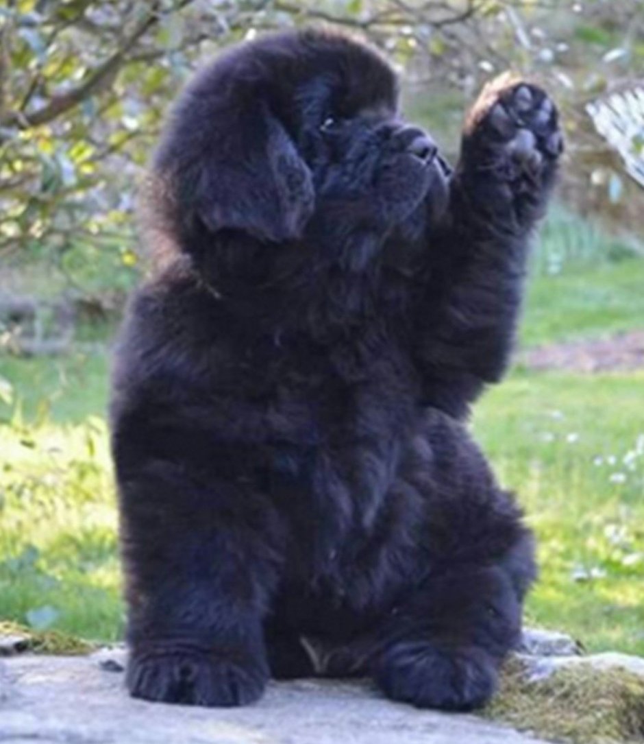 Маленький ньюфаундленд