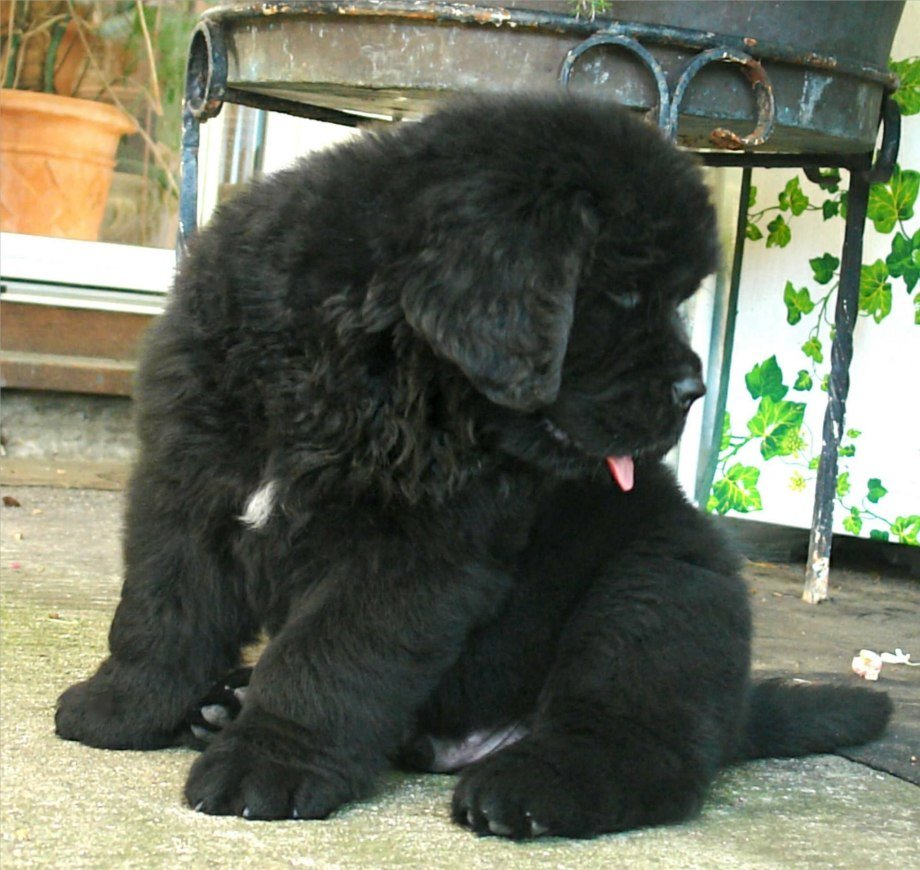 Смешной ньюфаундленд