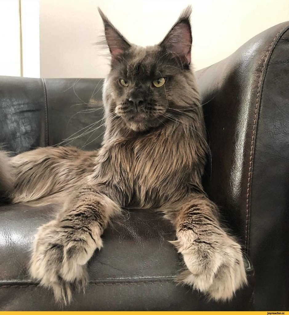 Коты Мейн кун