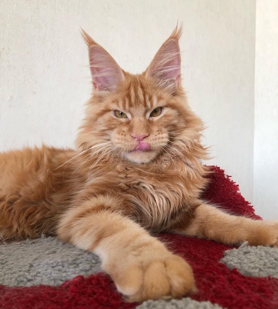 Мейн кун 16 кг