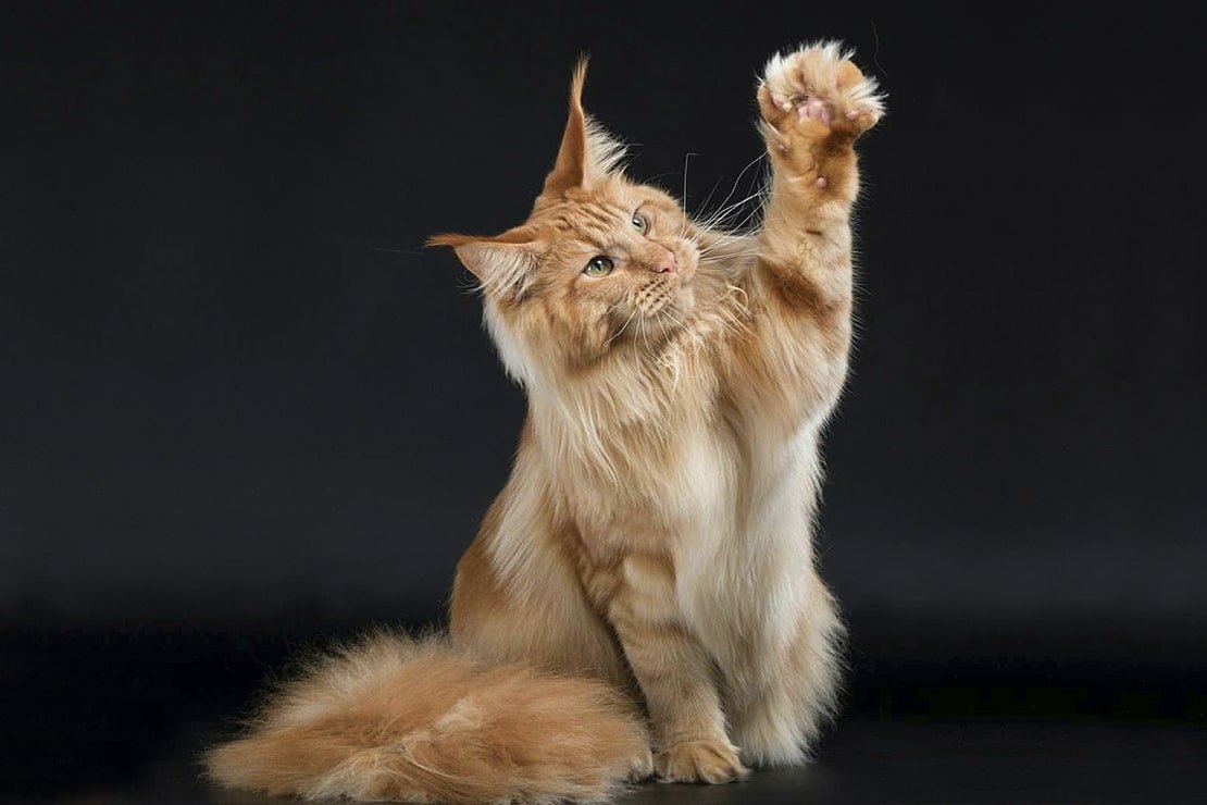 Сиамский Мейн кун