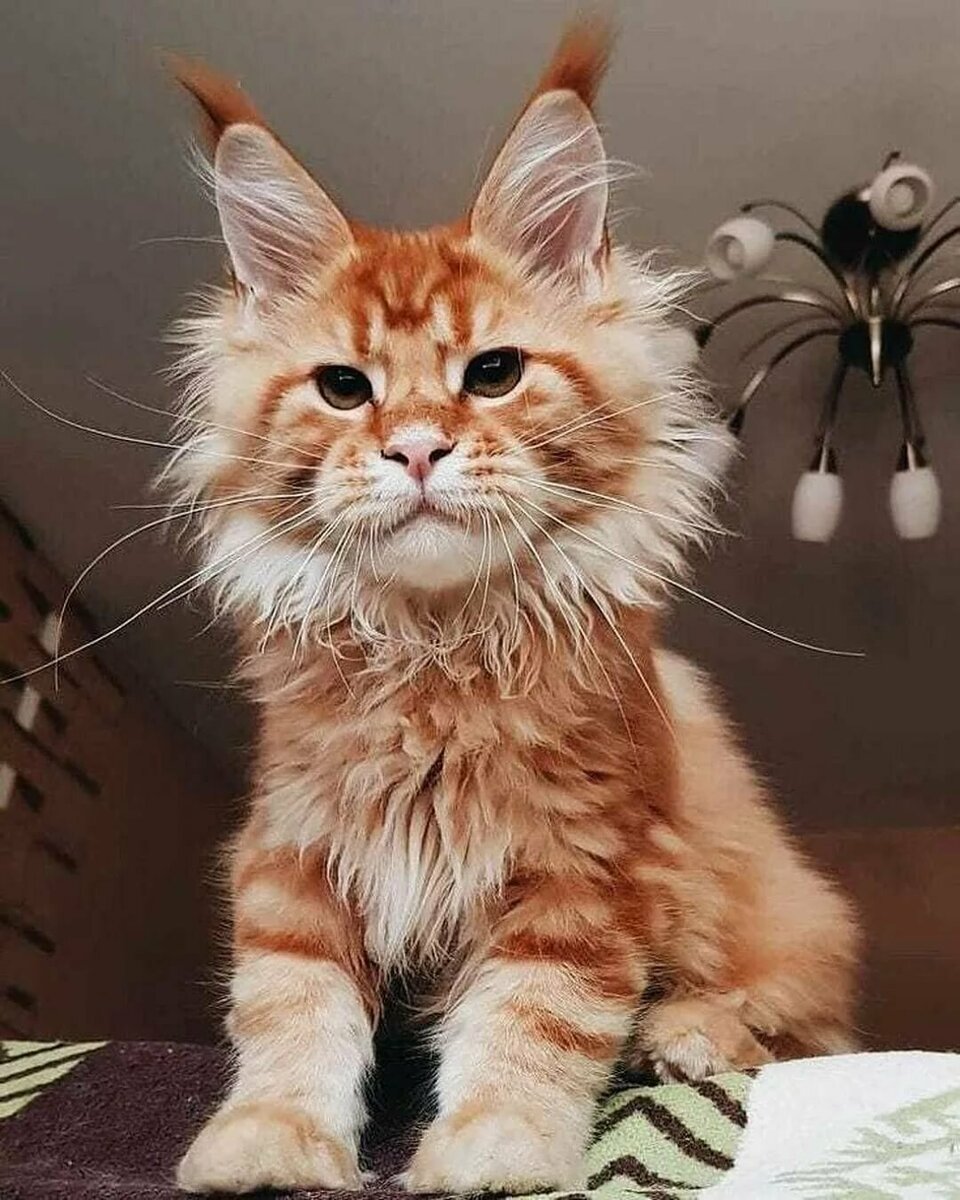 Рыжий кот Мейн кун