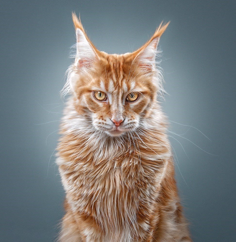 Мейн кун рыжий дикий