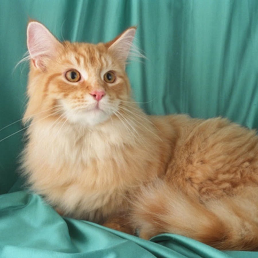 Рыжие кошки длинношерстные породы
