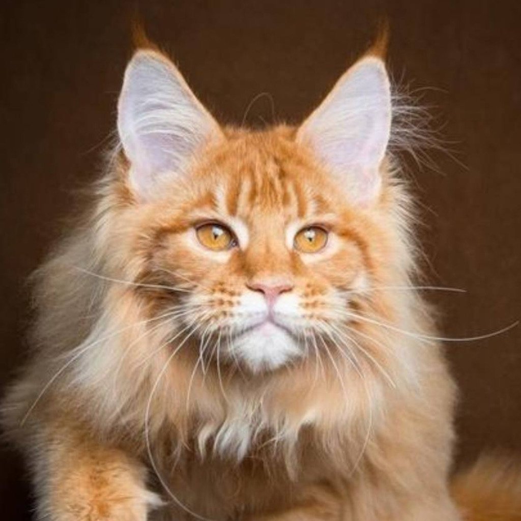 Коты мейкуны