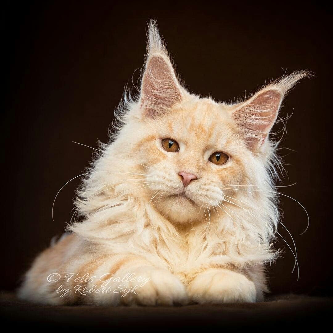 Американский Мейн кун