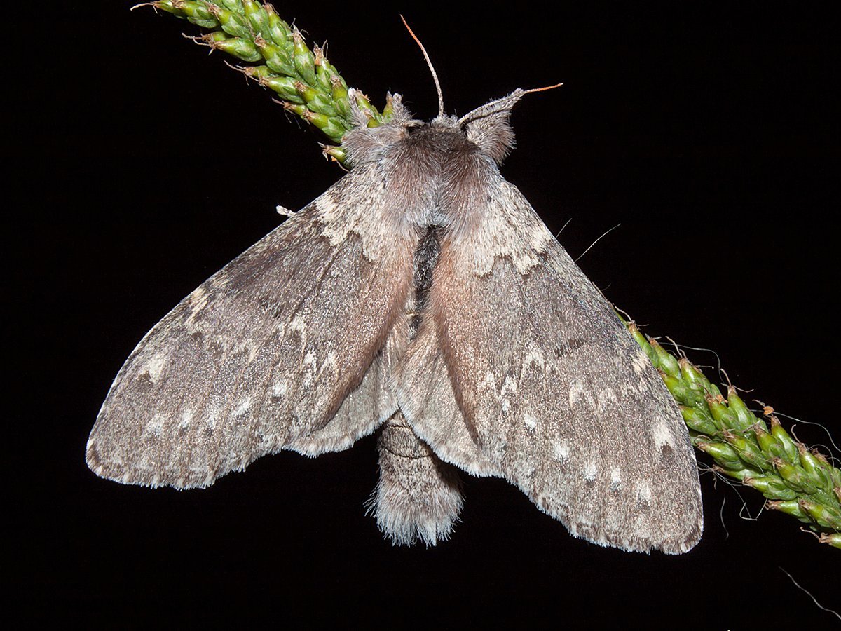Большая серая ночная бабочка