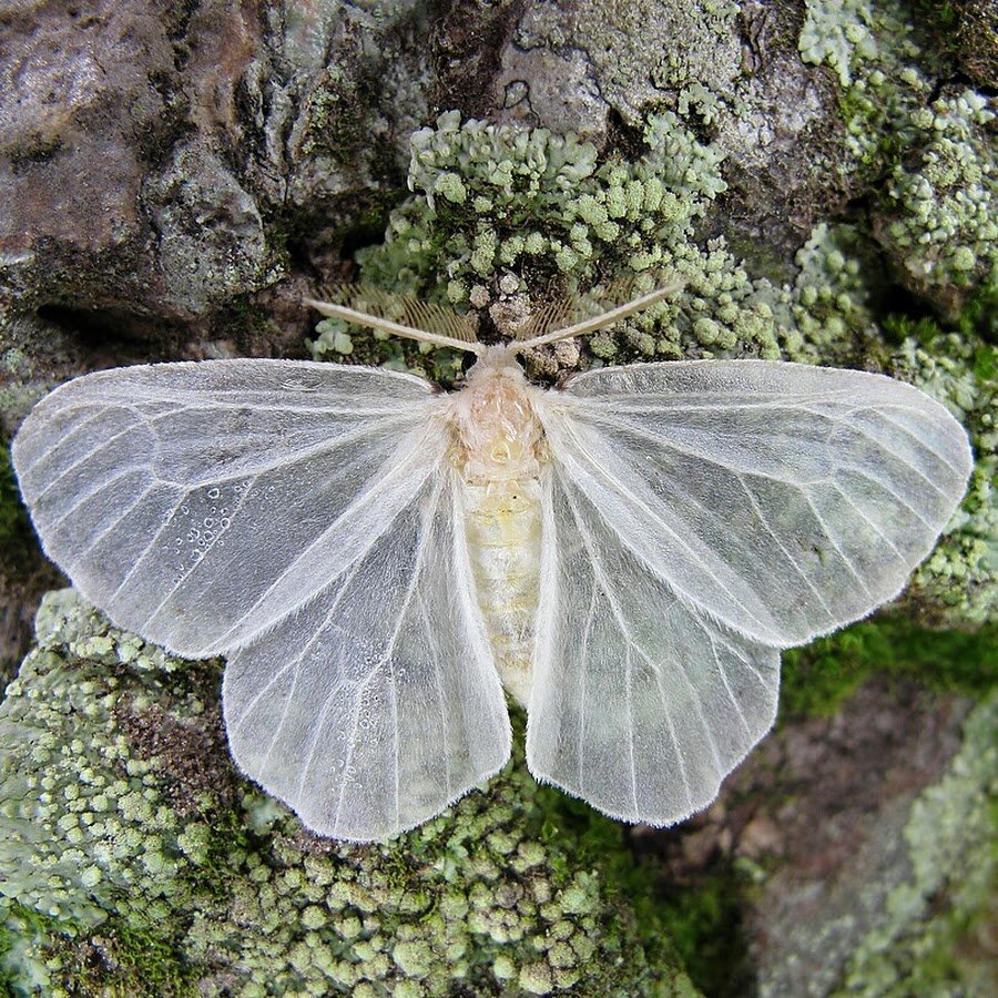 Венесуэльский пуделевый мотылек тутовый шелкопряд