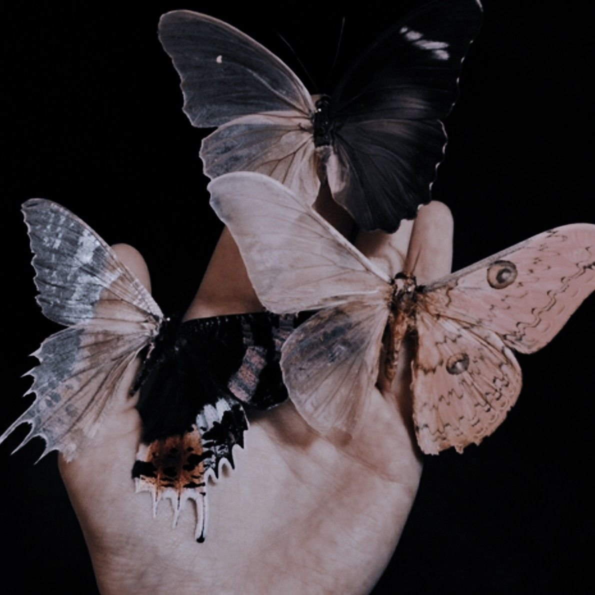 Птицекрылка королевы Александры