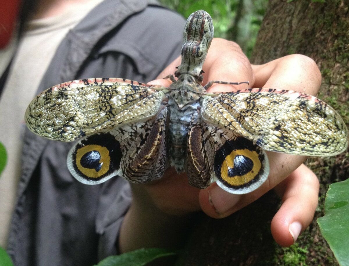 Бабочка Павлиноглазка Геркулес